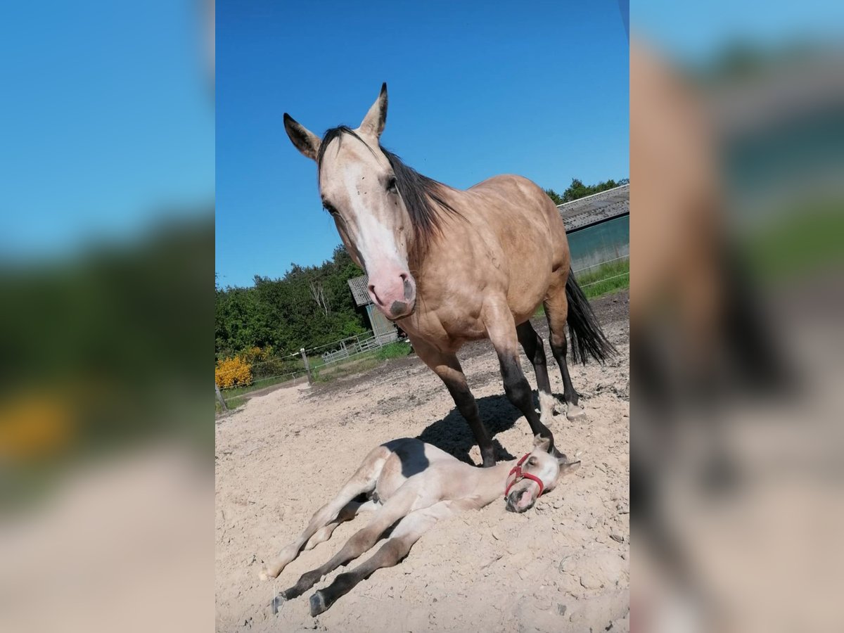 American Quarter Horse Klacz 13 lat 151 cm Jelenia in Dickel