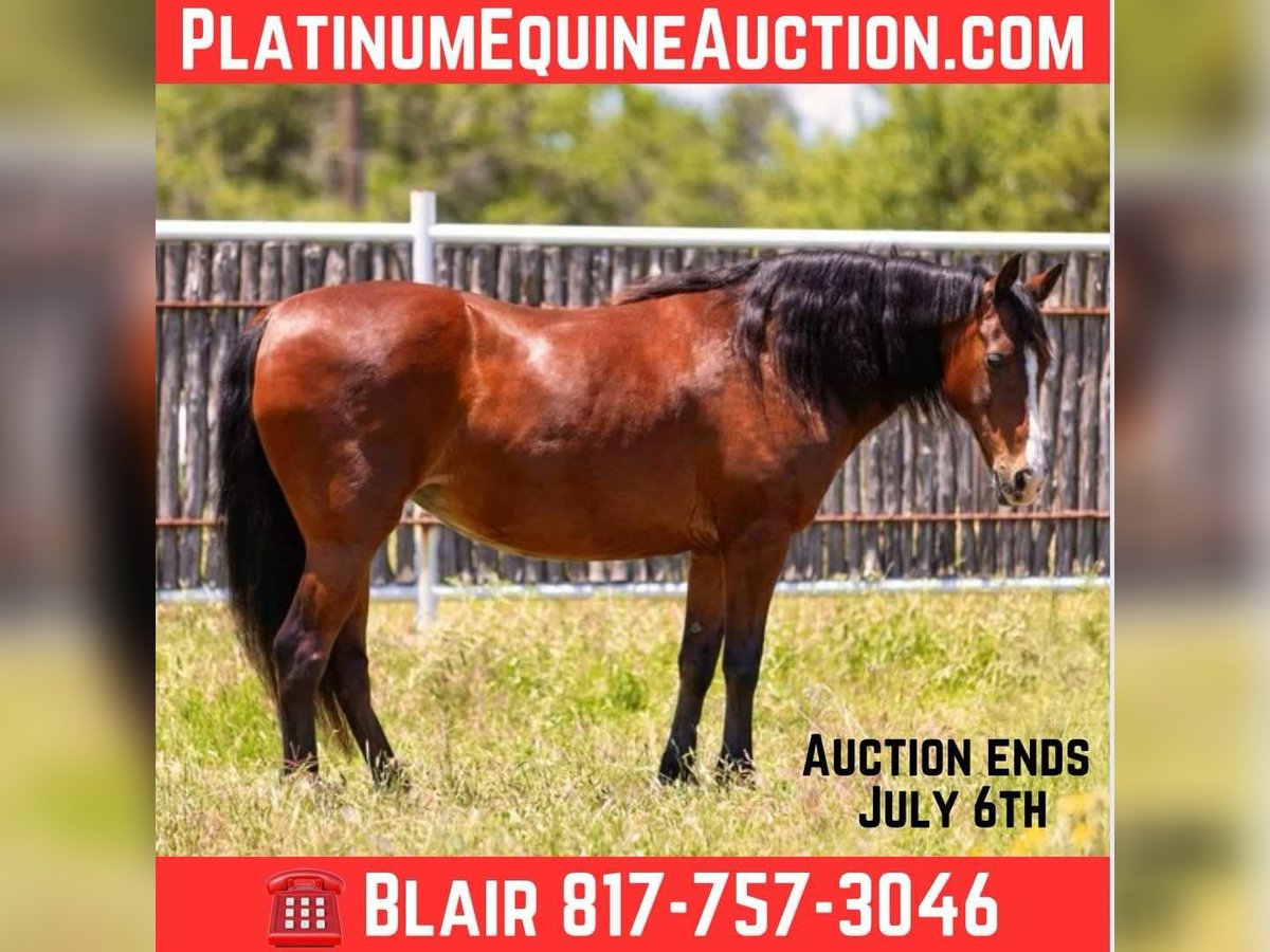 American Quarter Horse Klacz 13 lat Gniada in Weatherford TX