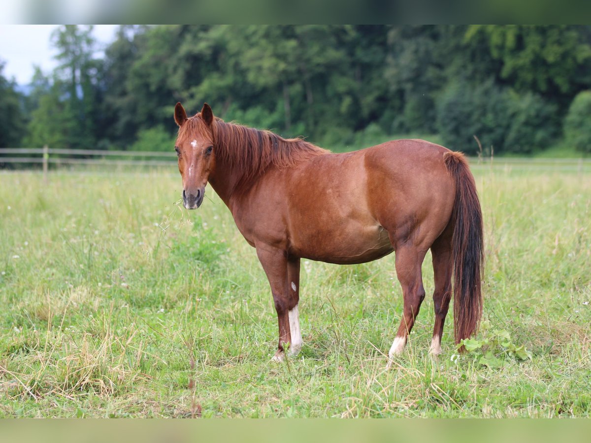 American Quarter Horse Klacz 14 lat 145 cm Kasztanowata in Waldshut-Tiengen