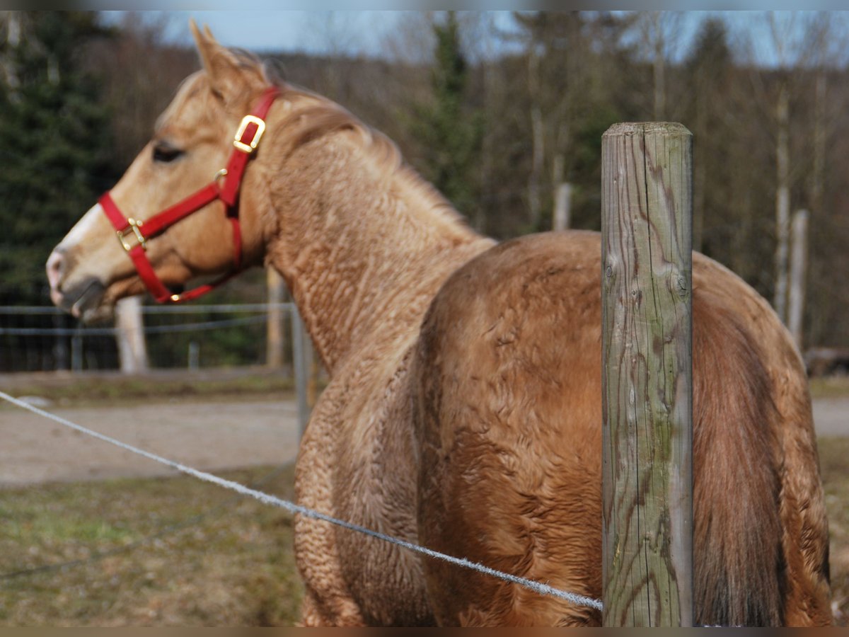 American Quarter Horse Klacz 15 lat 148 cm Izabelowata in Holzkirchen