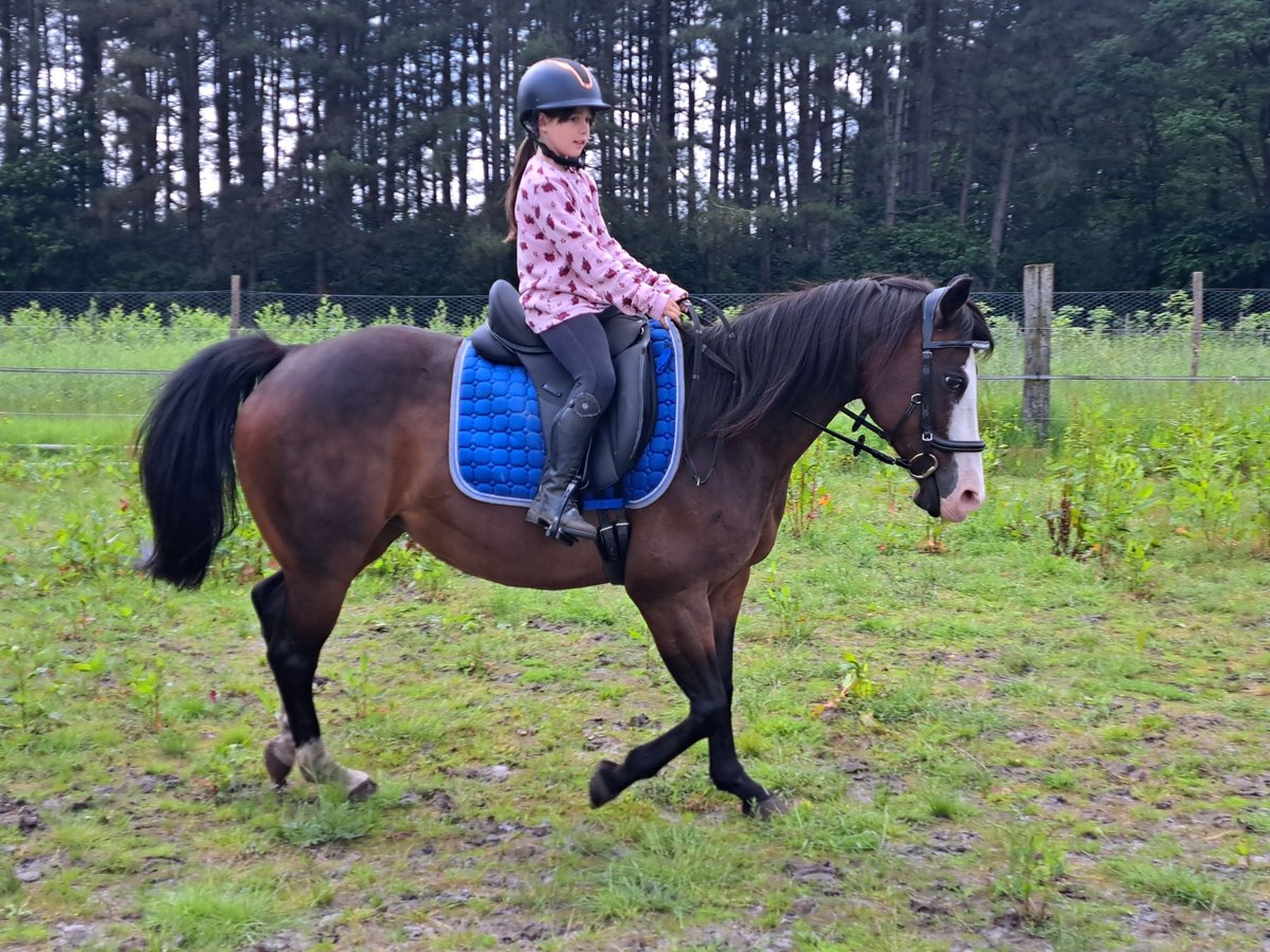 American Quarter Horse Klacz 15 lat 150 cm Gniada in Dessel