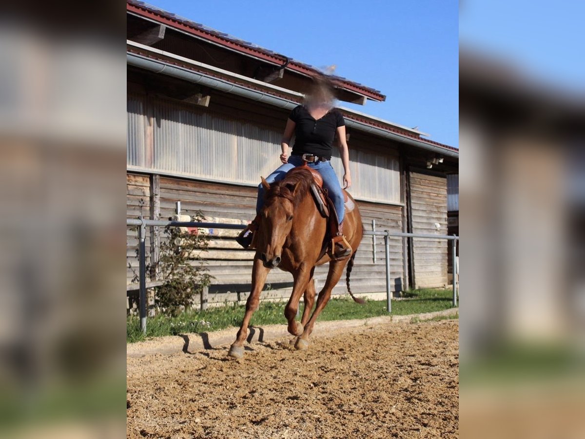 American Quarter Horse Klacz 15 lat 152 cm Kasztanowata in Stöttwang