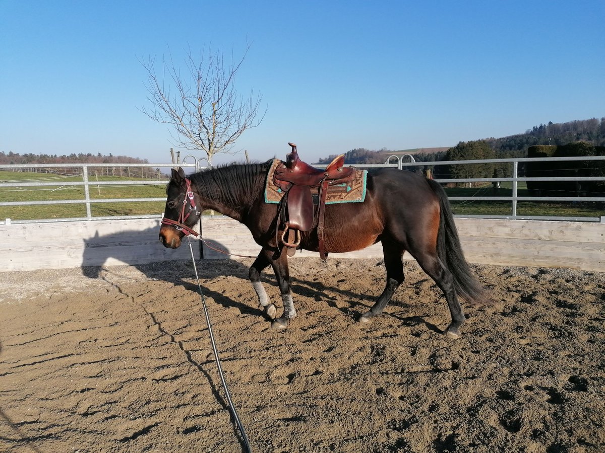 American Quarter Horse Klacz 16 lat 148 cm Gniada in Gossliwil