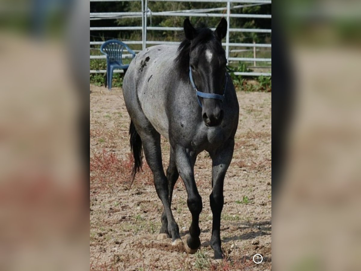 American Quarter Horse Klacz 17 lat 145 cm Stalowosiwy in Mellingen