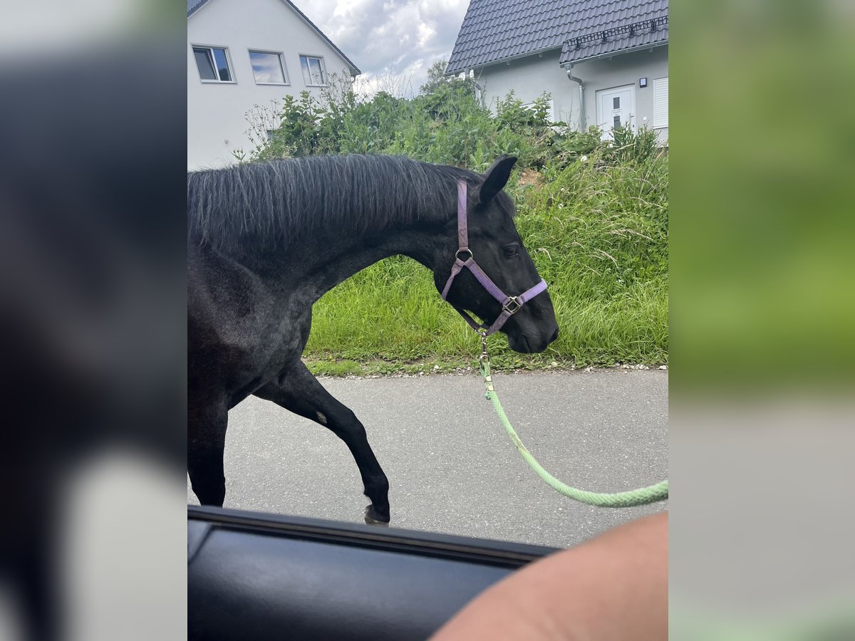 American Quarter Horse Klacz 17 lat 145 cm Stalowosiwy in Mellingen