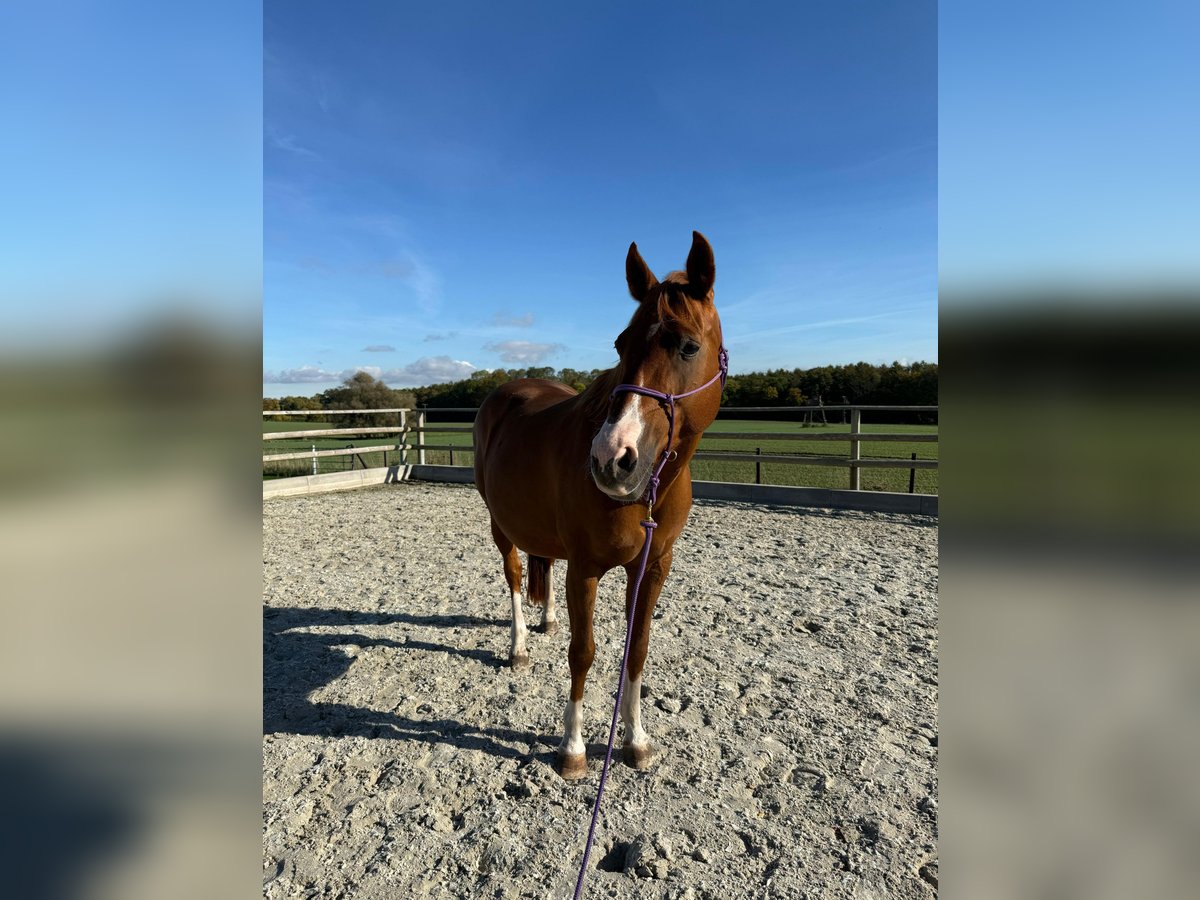 American Quarter Horse Klacz 17 lat 152 cm Kasztanowata in Sch&#xF6;nberg