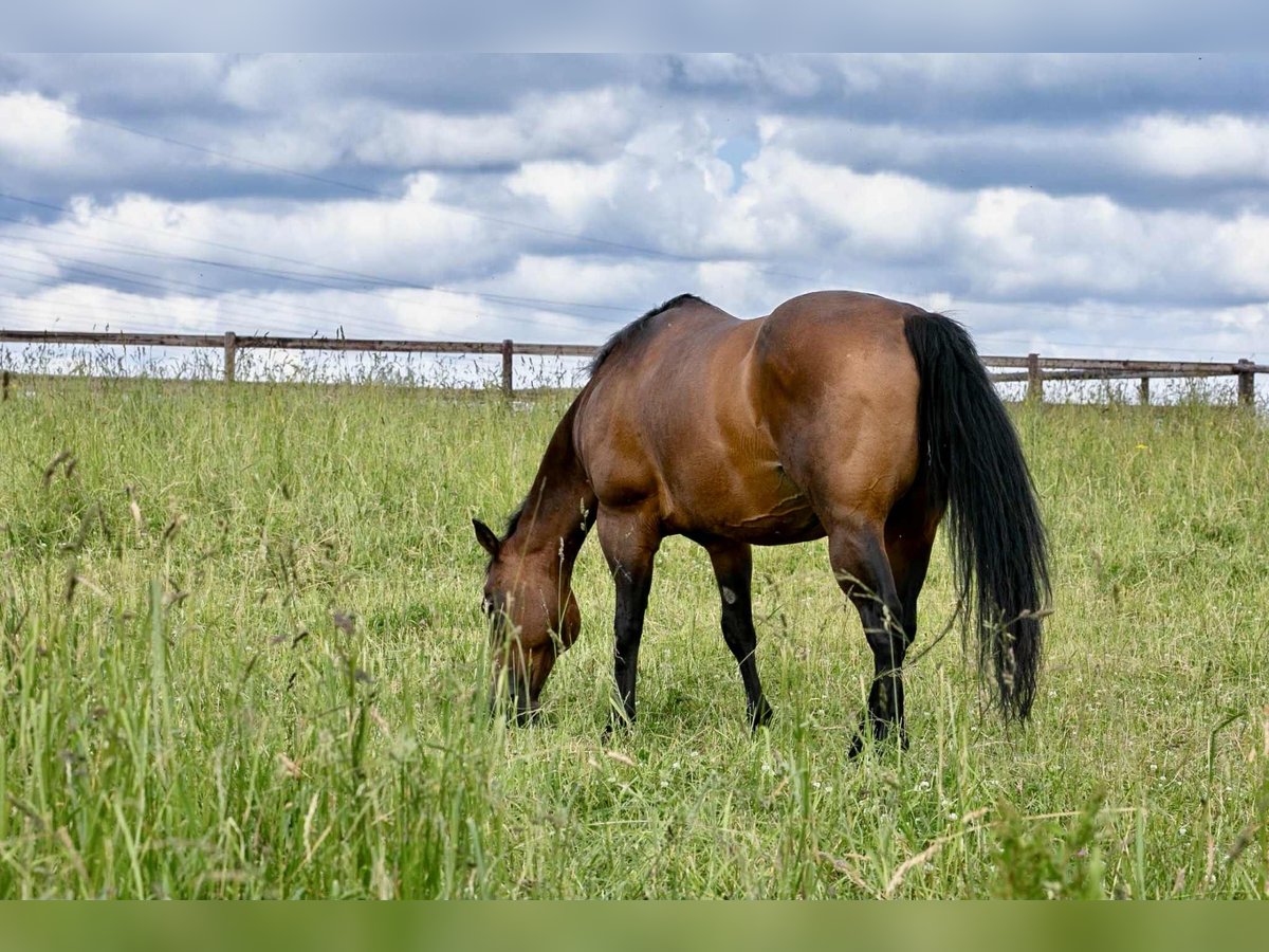 American Quarter Horse Klacz 17 lat 154 cm Gniada in Diekirch