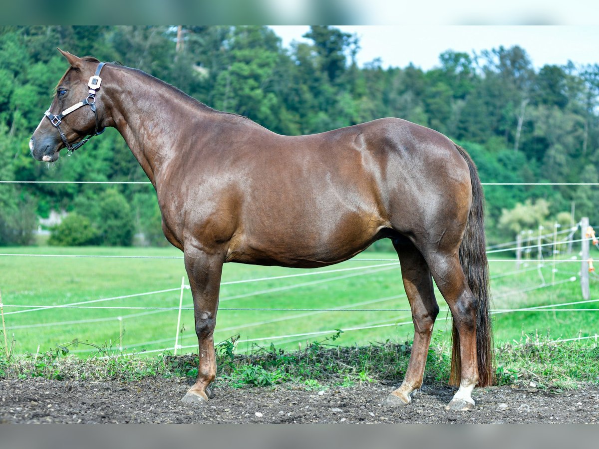 American Quarter Horse Klacz 17 lat Ciemnokasztanowata in Abtsgmünd