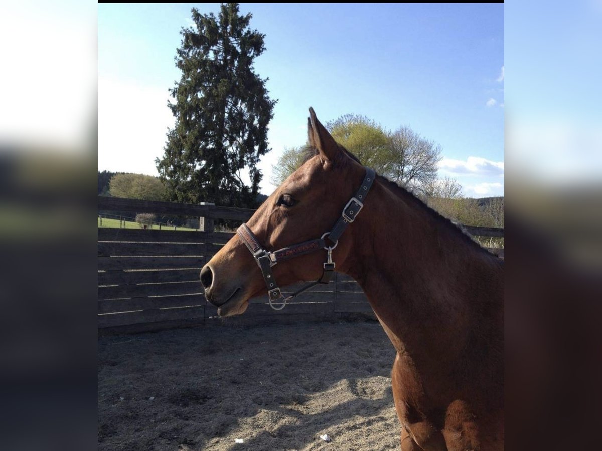 American Quarter Horse Klacz 18 lat 150 cm Gniada in Berg am Irchel