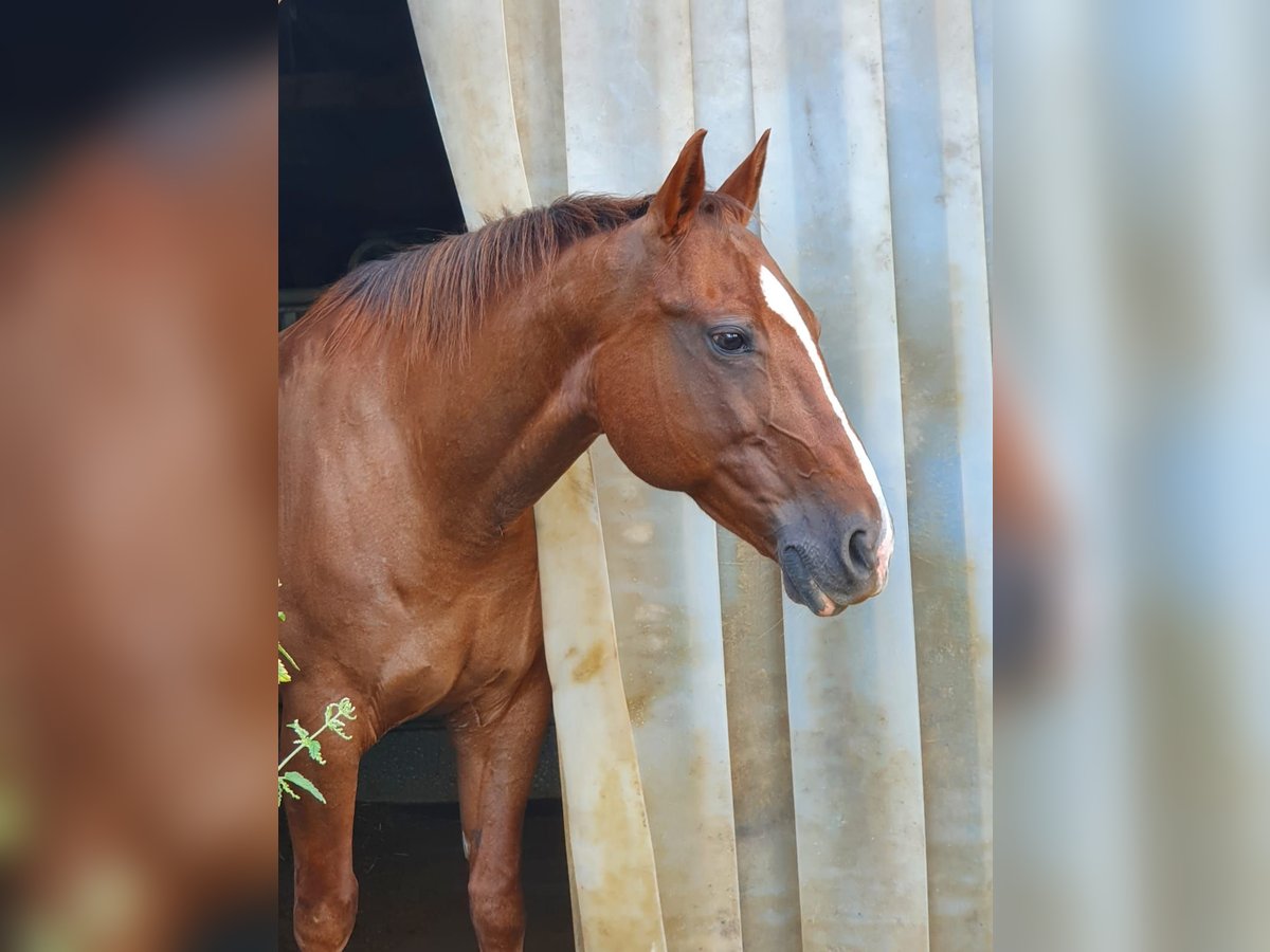 American Quarter Horse Klacz 19 lat 148 cm in Lengdorf