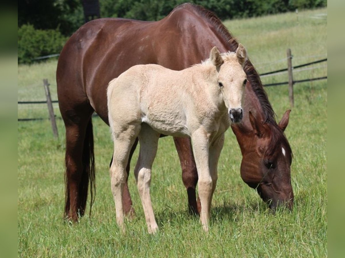 American Quarter Horse Klacz 19 lat 150 cm Ciemnokasztanowata in Laubach