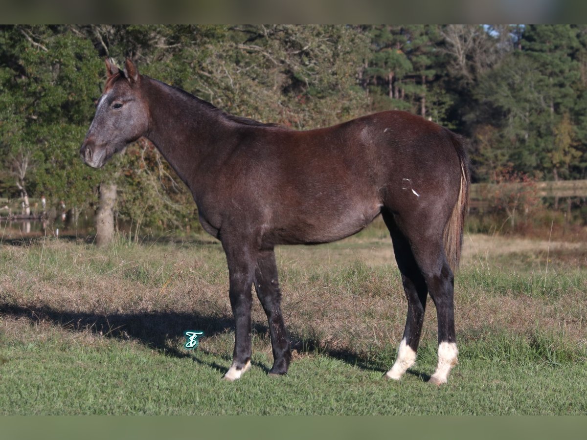 American Quarter Horse Klacz 1 Rok 135 cm Siwa in Carthage, TX