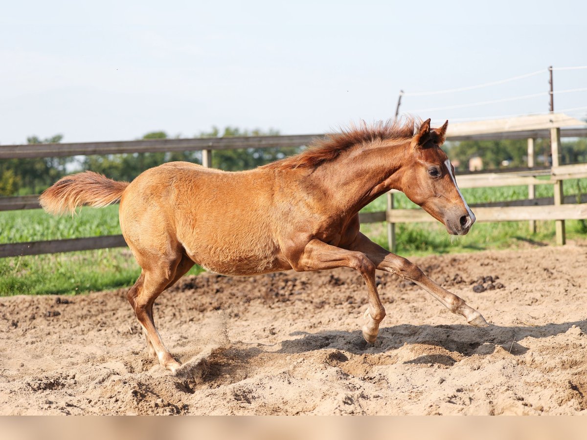 American Quarter Horse Klacz 1 Rok 147 cm Ciemnokasztanowata in WoudenberG