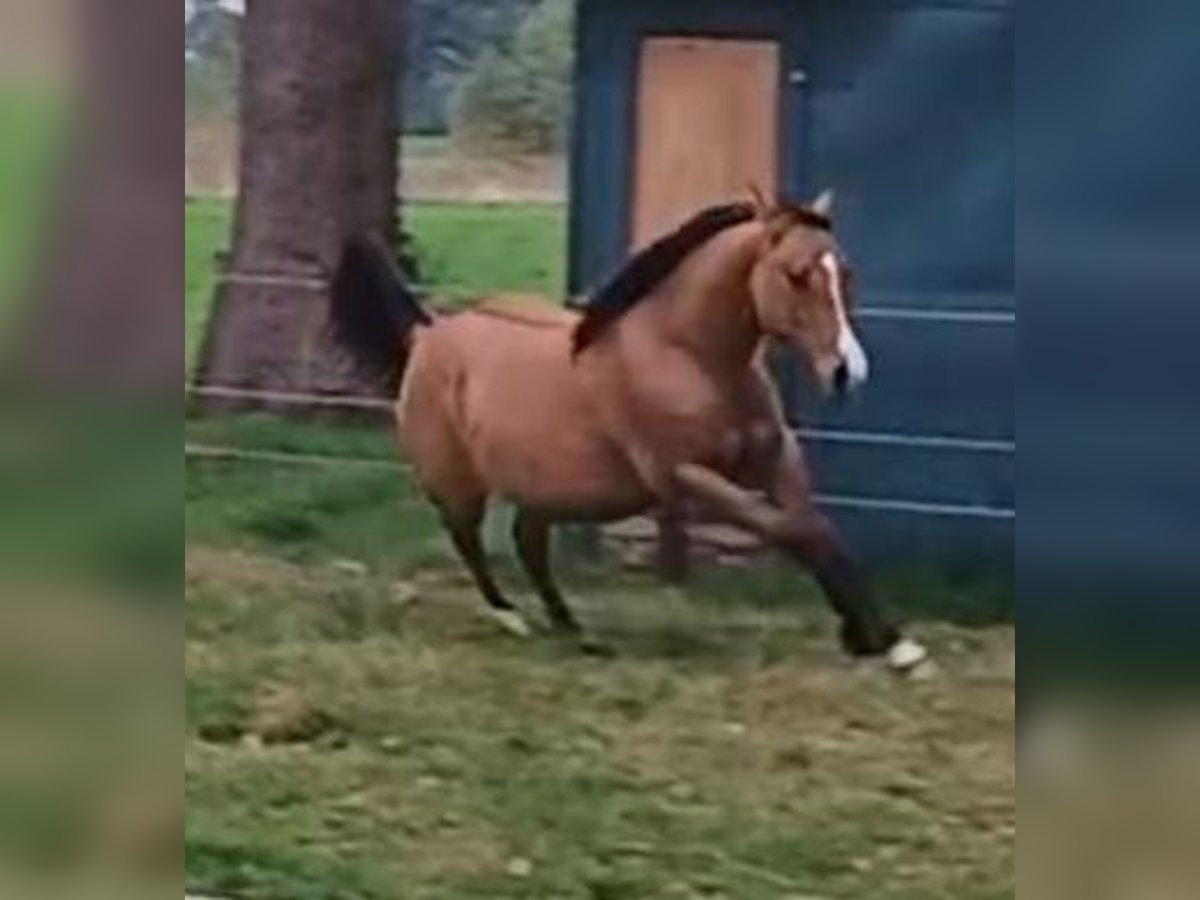 American Quarter Horse Klacz 1 Rok 149 cm Bułana in Bergen op Zoom