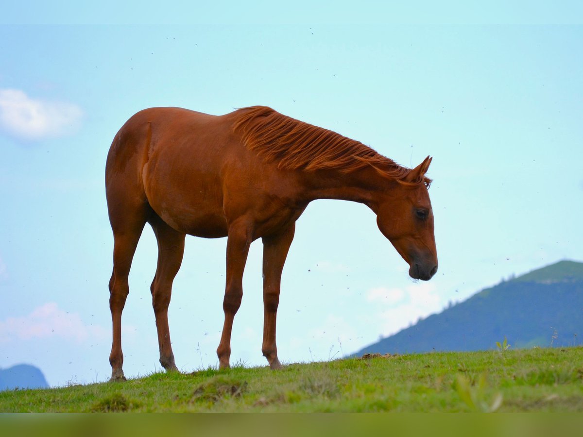 American Quarter Horse Klacz 1 Rok 150 cm Ciemnokasztanowata in Thalgau