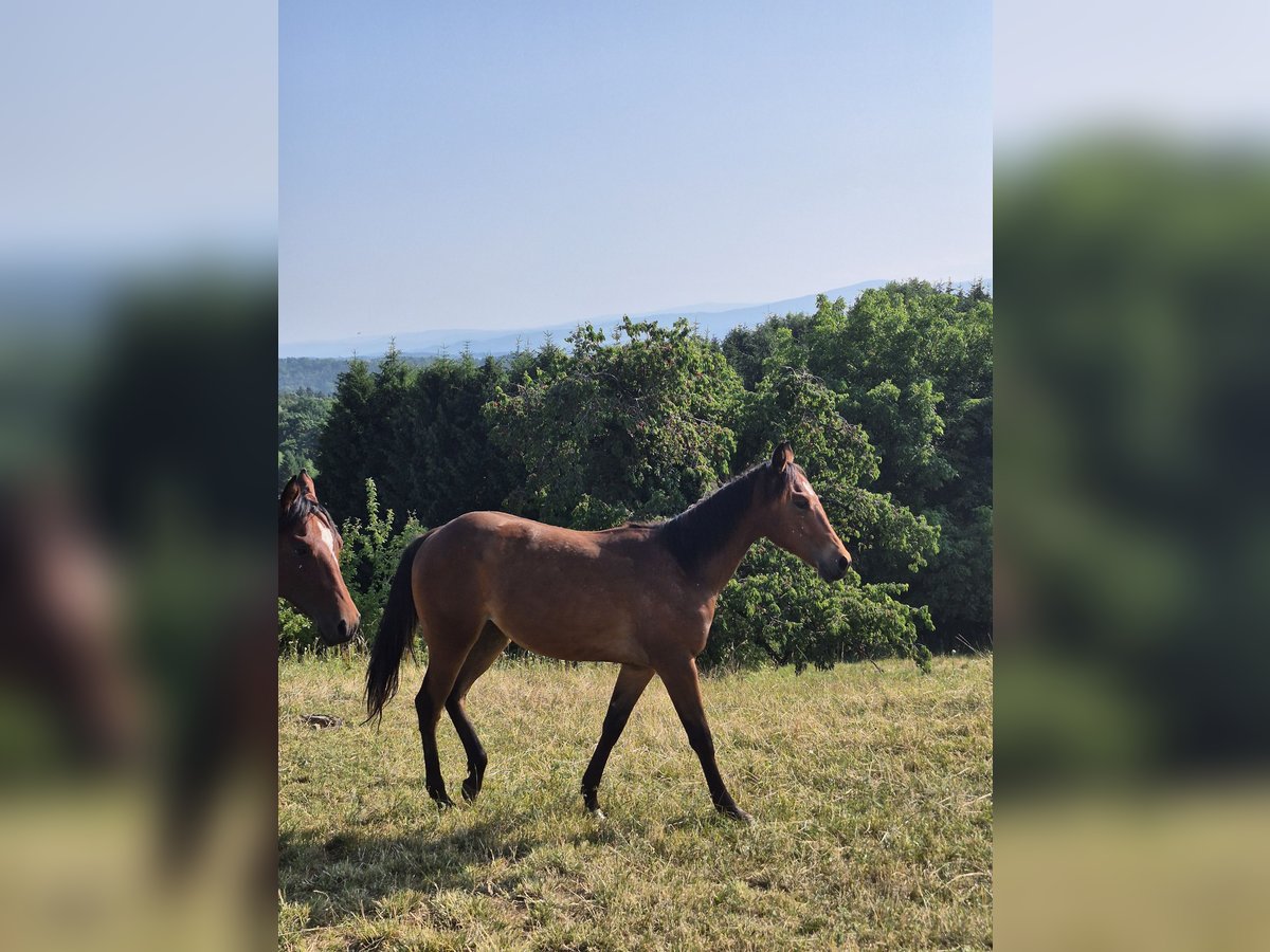 American Quarter Horse Klacz 1 Rok 150 cm Kasztanowata in Hitzendorf
