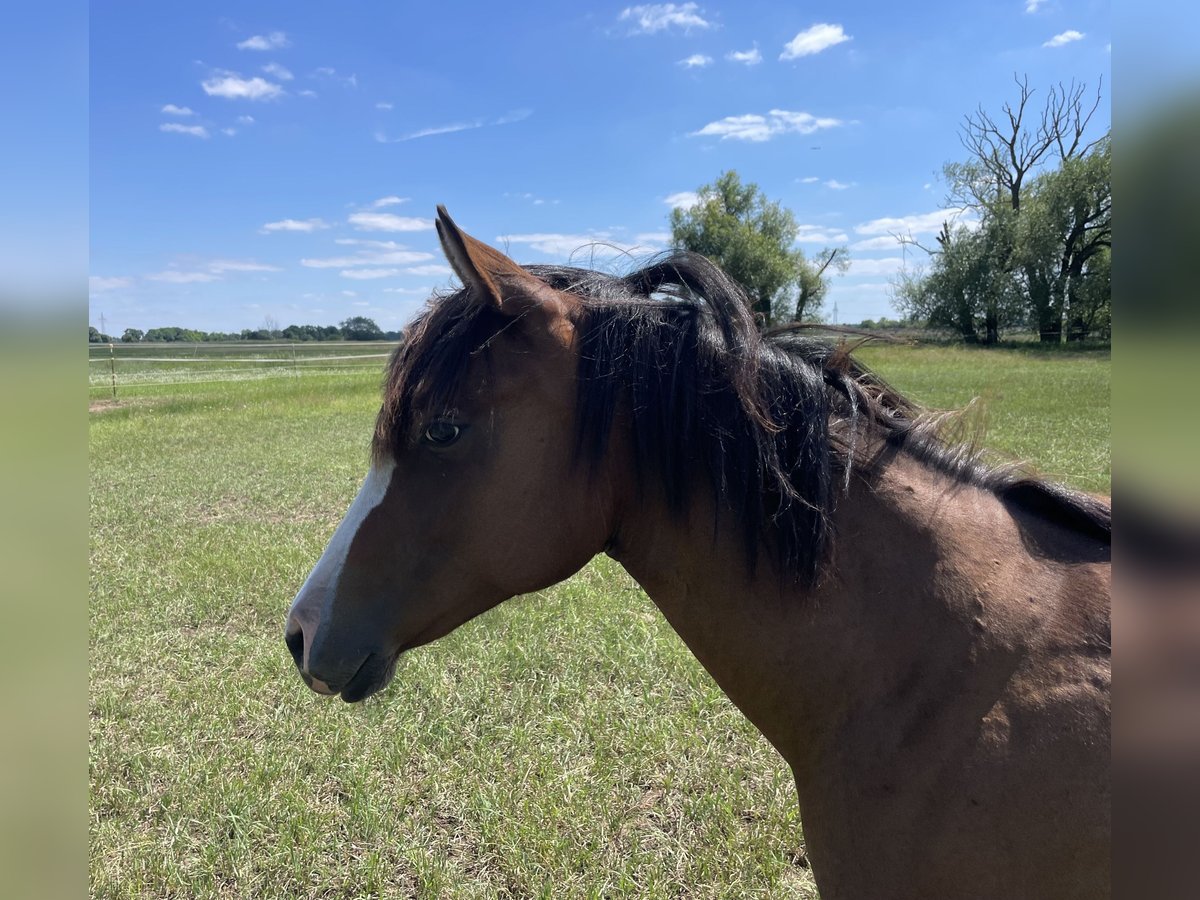 American Quarter Horse Klacz 1 Rok 155 cm Gniada in Stahnsdorf