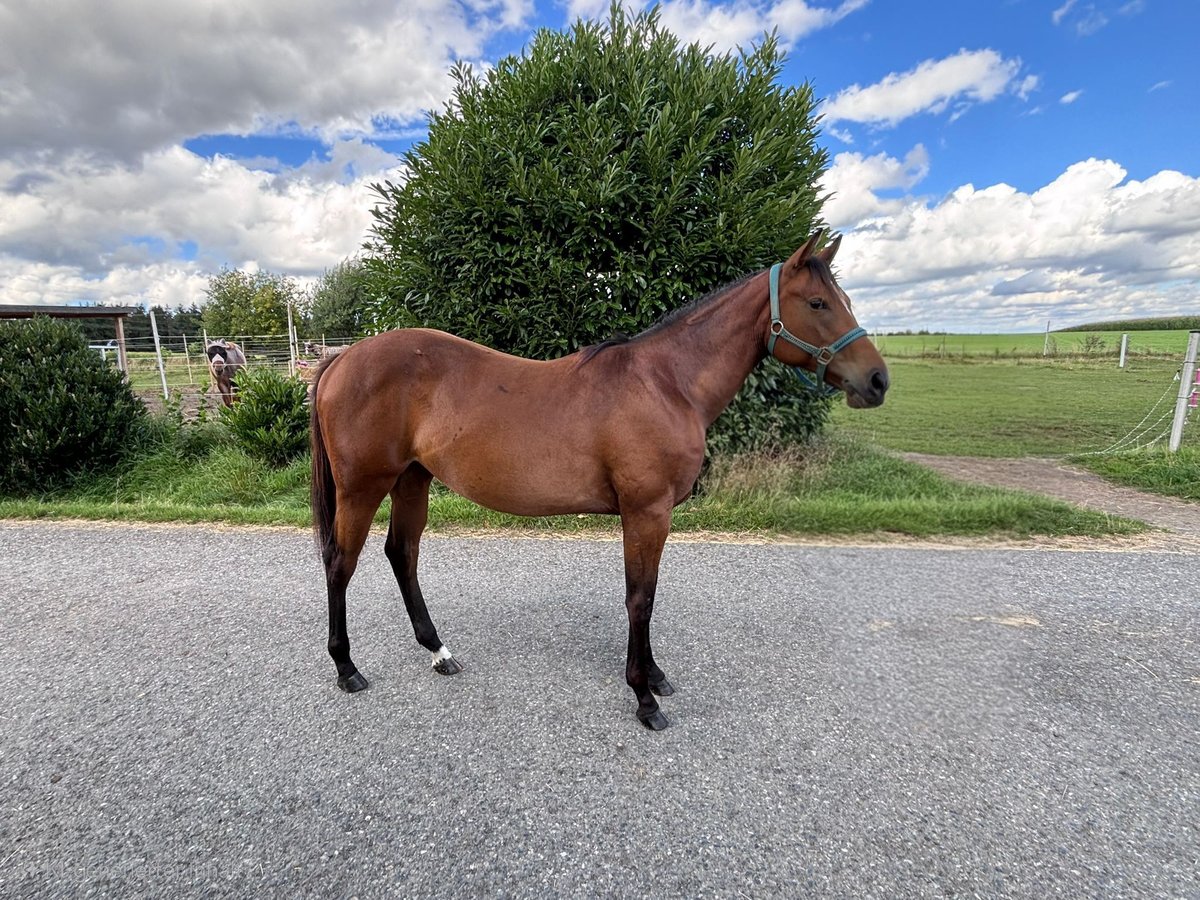 American Quarter Horse Klacz 1 Rok 158 cm Gniada in Kirchendemenreuth