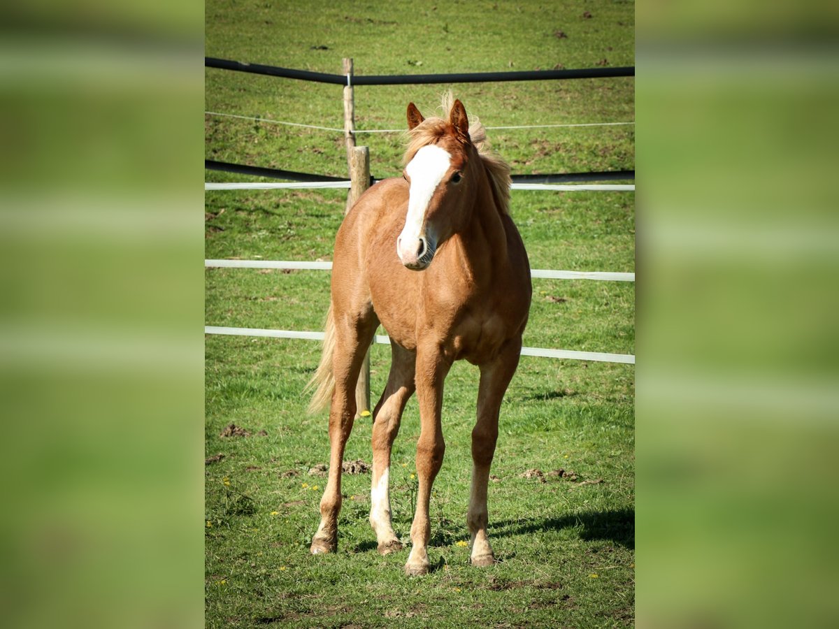 American Quarter Horse Klacz 1 Rok 158 cm Kasztanowata in Burscheid