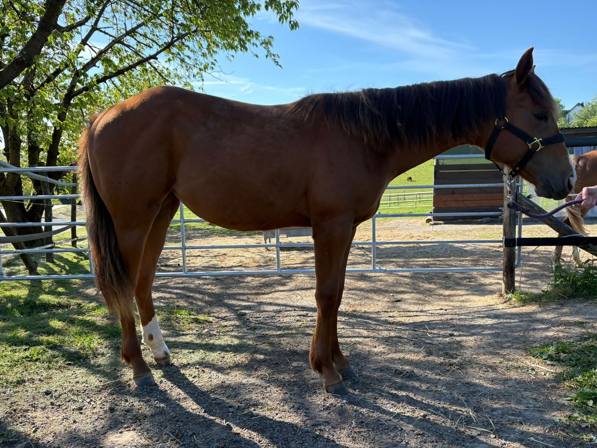 American Quarter Horse Klacz 1 Rok 163 cm Kasztanowata in Burscheid