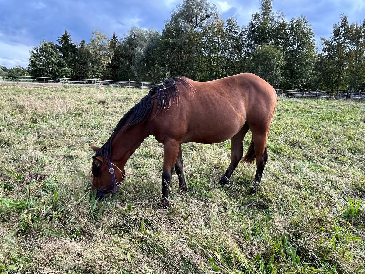 American Quarter Horse Klacz 1 Rok Gniada in Eurasburg