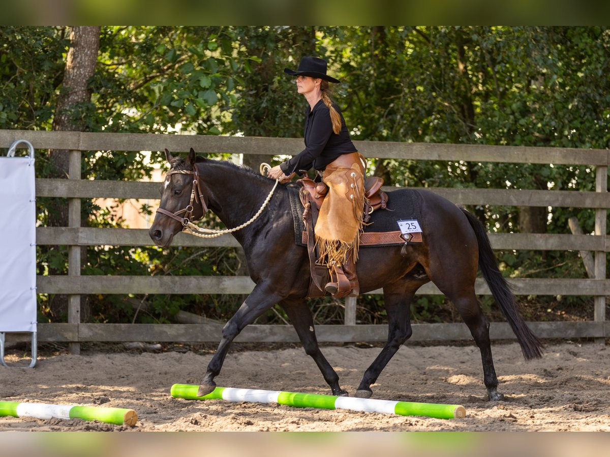 American Quarter Horse Klacz 20 lat 150 cm Ciemnogniada in Nieuw Beerta