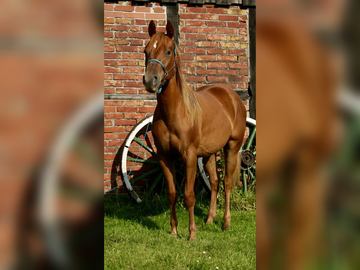 American Quarter Horse Mix Klacz 2 lat 140 cm Kasztanowata in Rietberg