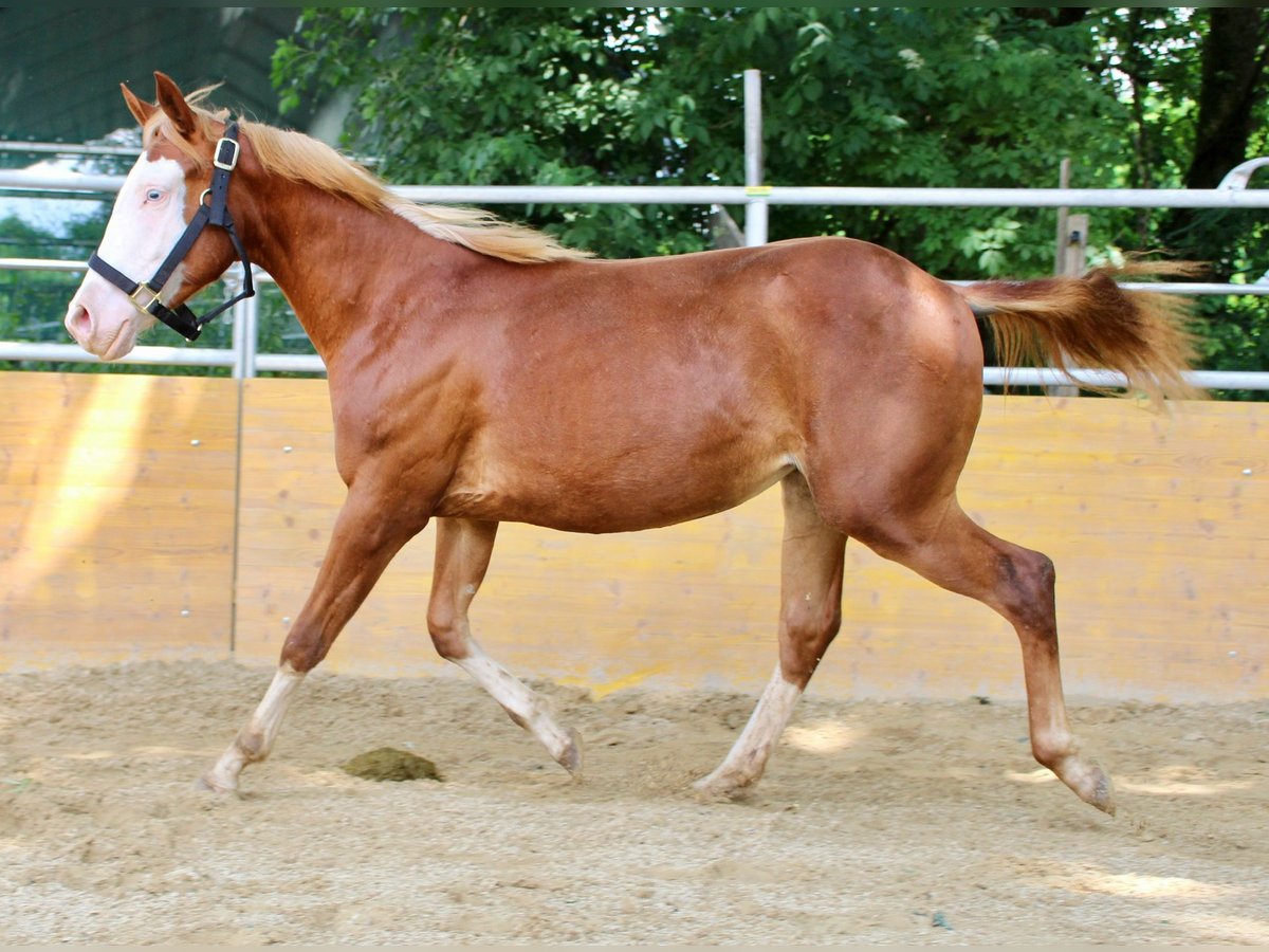 American Quarter Horse Klacz 2 lat 141 cm Kasztanowata in Waldshut-Tiengen