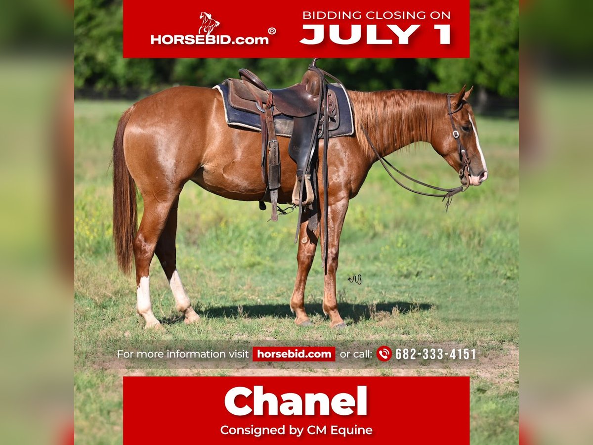 American Quarter Horse Klacz 2 lat 142 cm Cisawa in Stephenville, TX