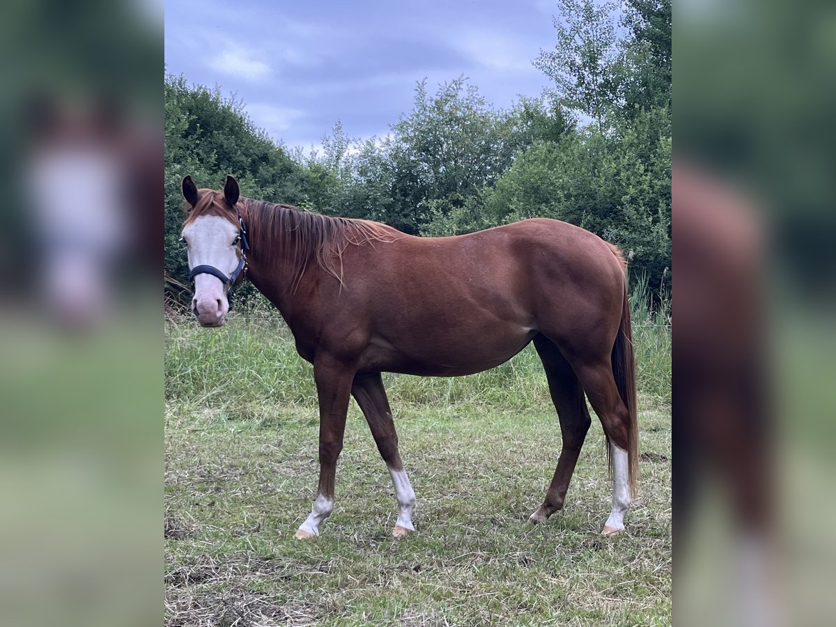 American Quarter Horse Klacz 2 lat 144 cm Kasztanowata in Bad Zwischenahn