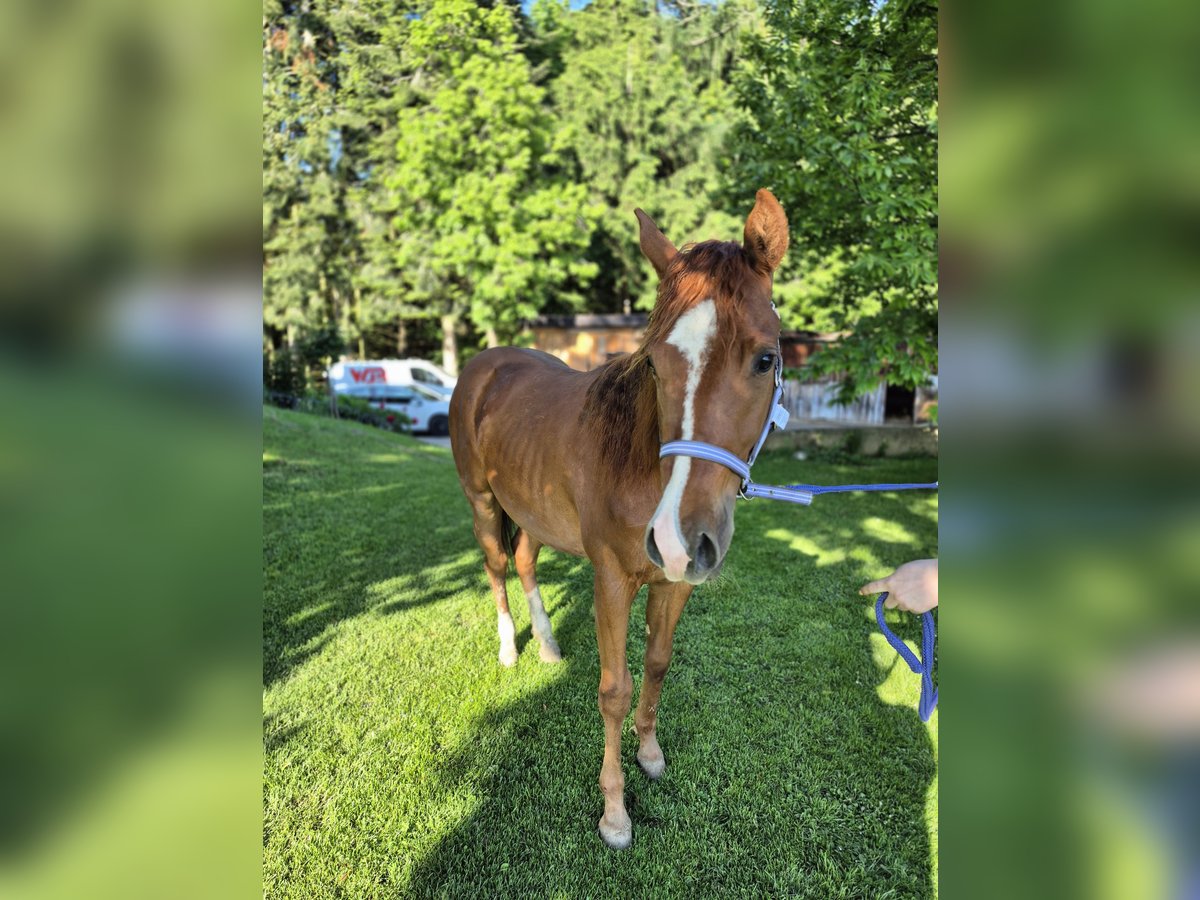 American Quarter Horse Klacz 2 lat 147 cm Kasztanowata in Hitzendorf