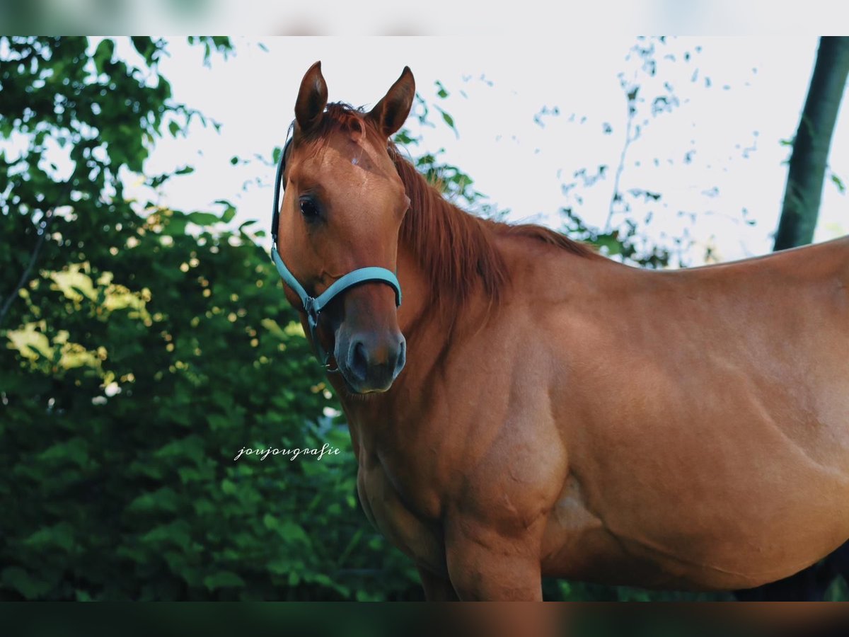 American Quarter Horse Klacz 2 lat 148 cm Bułana in Hennef