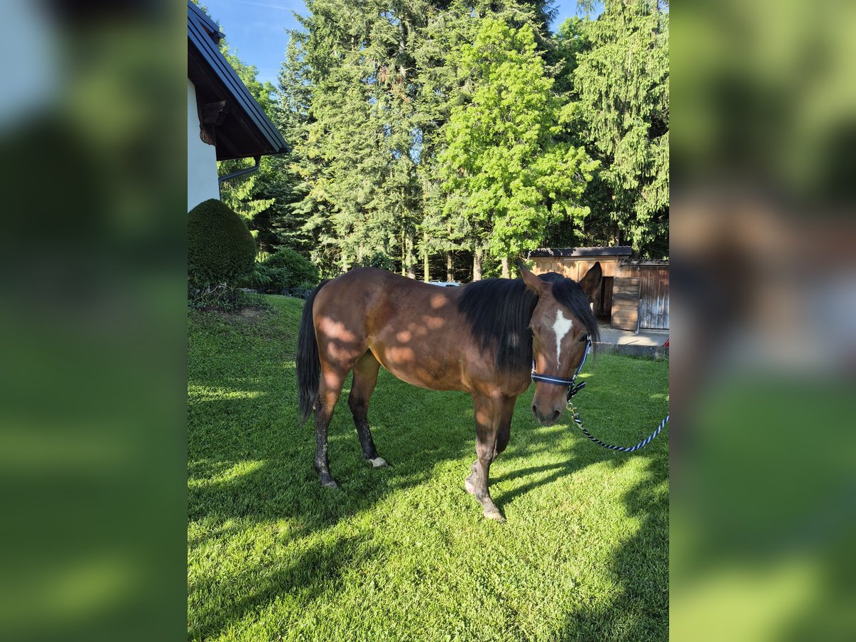American Quarter Horse Klacz 2 lat 150 cm Ciemnogniada in Hitzendorf