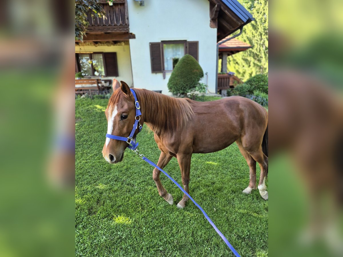 American Quarter Horse Klacz 2 lat 150 cm Ciemnokasztanowata in Hitzendorf