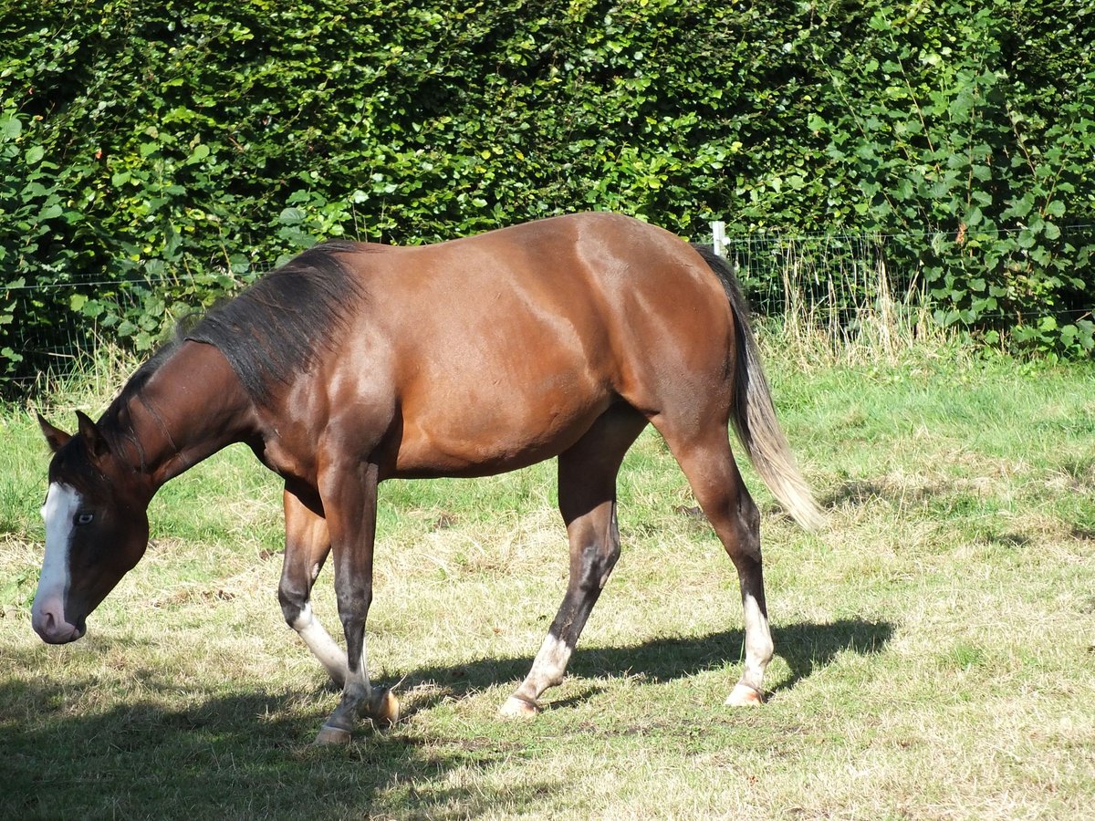 American Quarter Horse Klacz 2 lat 150 cm Gniada in BEGIJNENDIJK