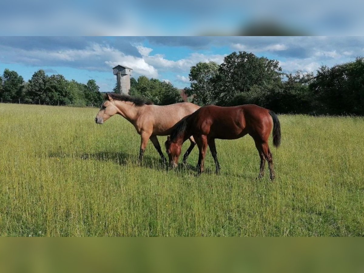 American Quarter Horse Klacz 2 lat 150 cm Jelenia in Dietenheim