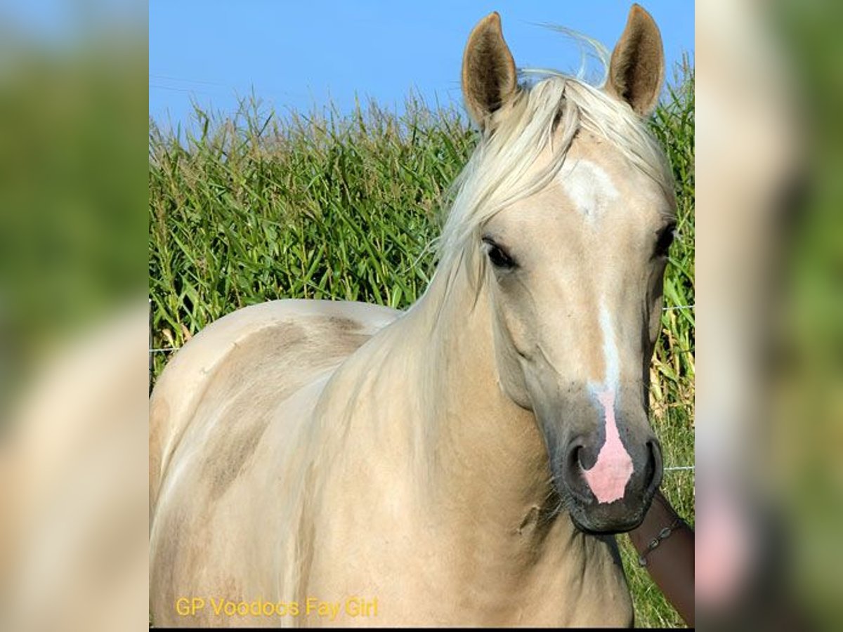 American Quarter Horse Klacz 2 lat 152 cm Izabelowata in Edemissen