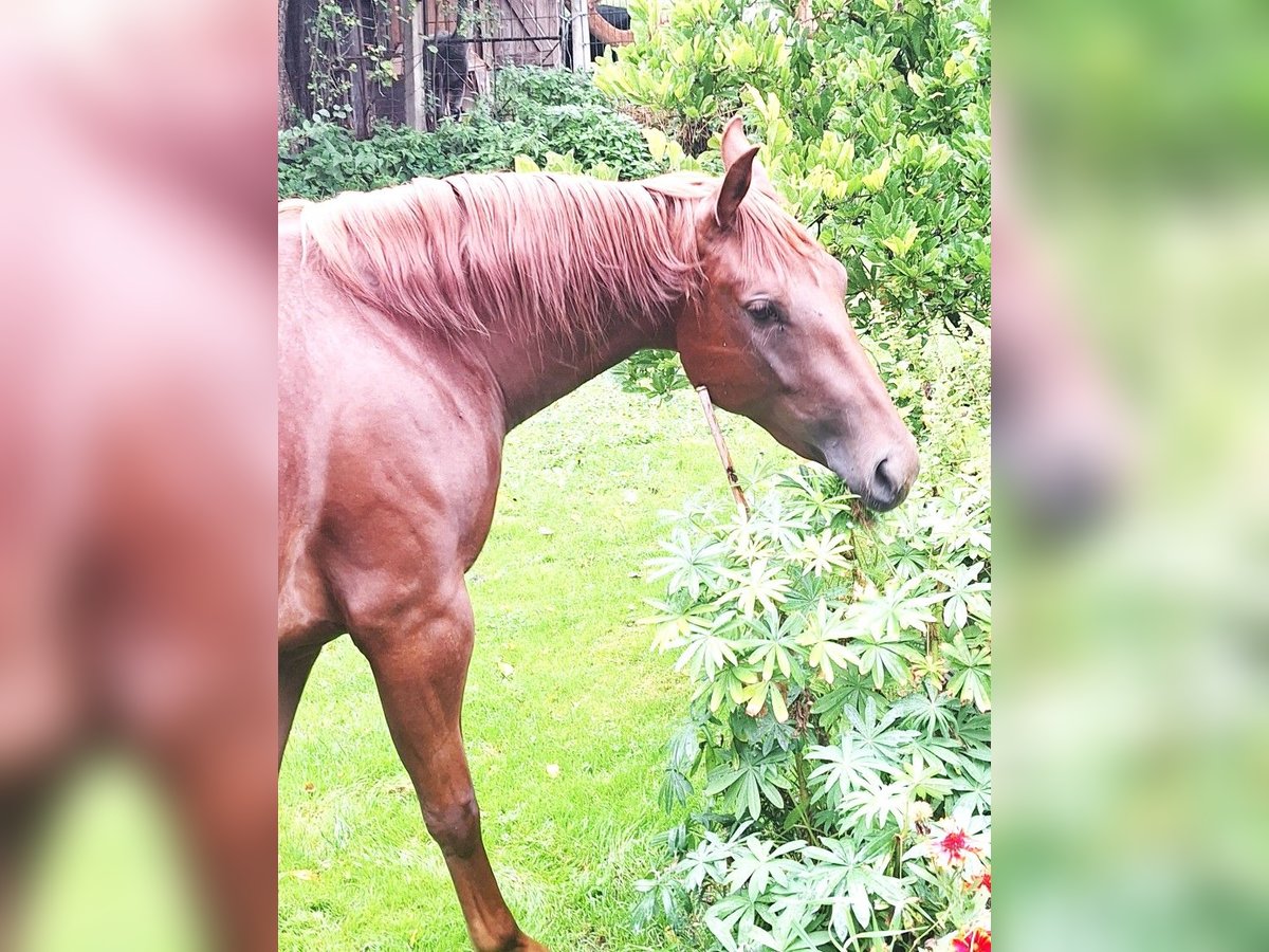 American Quarter Horse Klacz 2 lat 152 cm Kasztanowata in Ostermiething