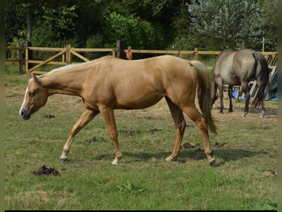 American Quarter Horse Klacz 2 lat 155 cm Izabelowata in Leuvenheim