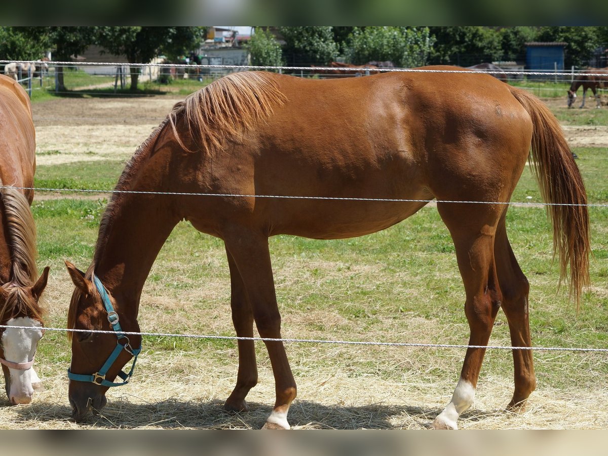 American Quarter Horse Klacz 2 lat 160 cm Kasztanowata in Langenau