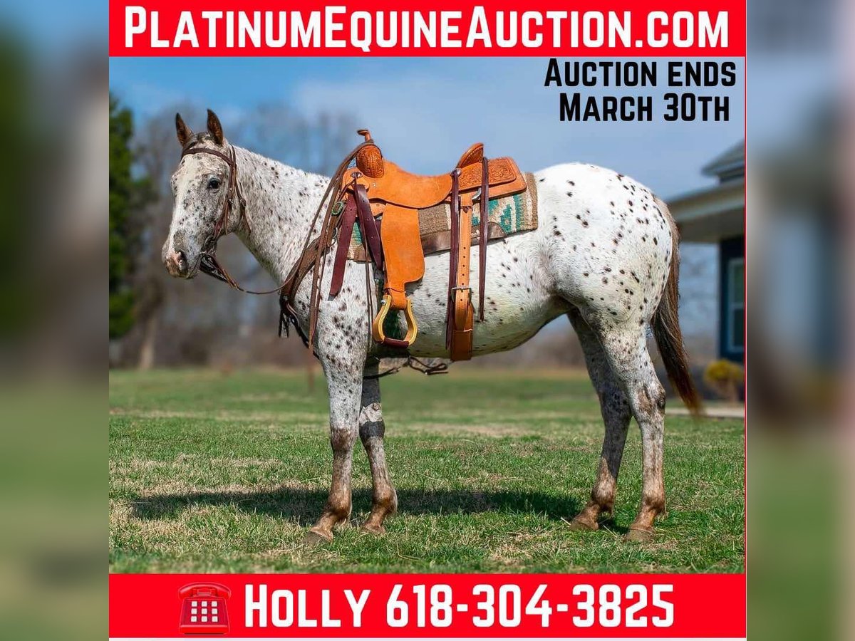 American Quarter Horse Klacz 2 lat Gniada in Greenville Ky