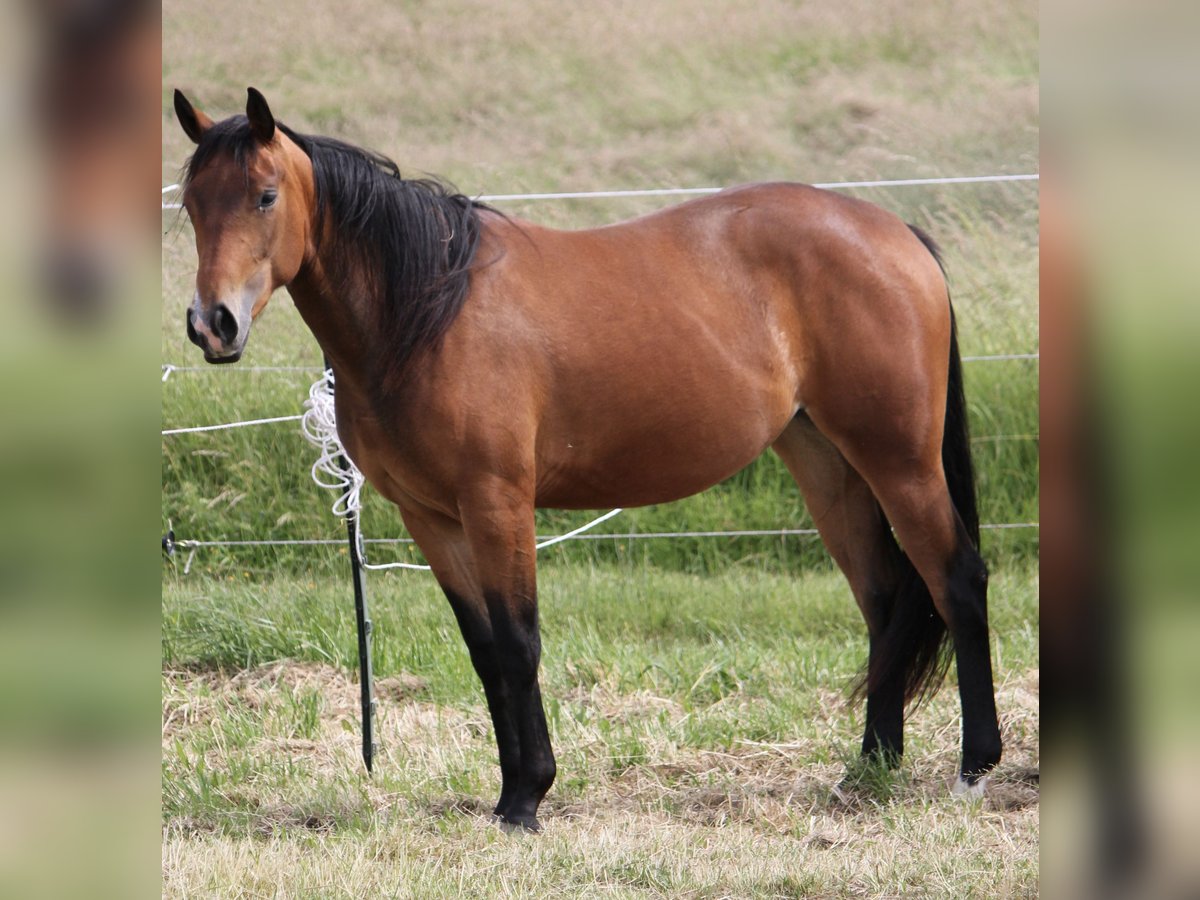 American Quarter Horse Klacz 2 lat Gniada in Beltheim