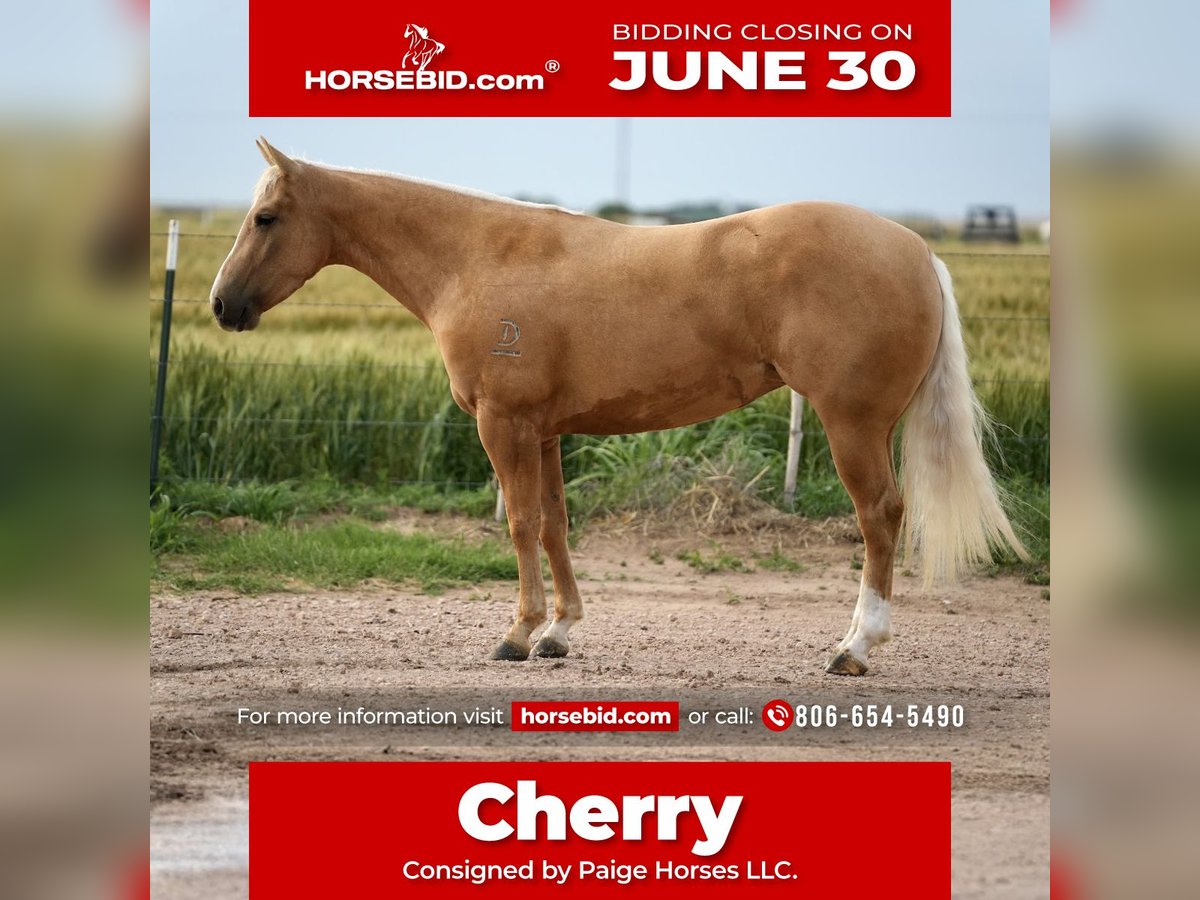 American Quarter Horse Klacz 3 lat 140 cm Izabelowata in Amarillo, TX