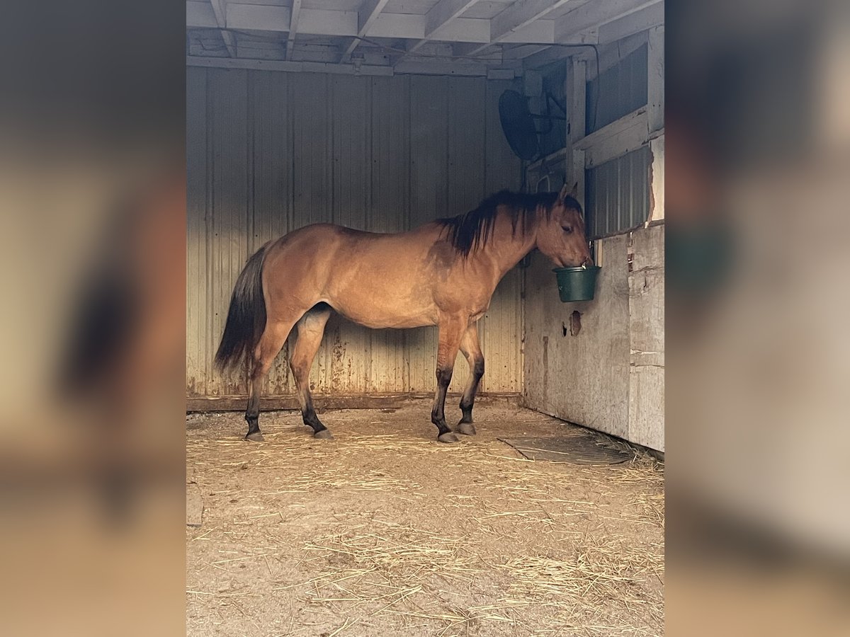 American Quarter Horse Klacz 3 lat 142 cm Bułana in West Chicago