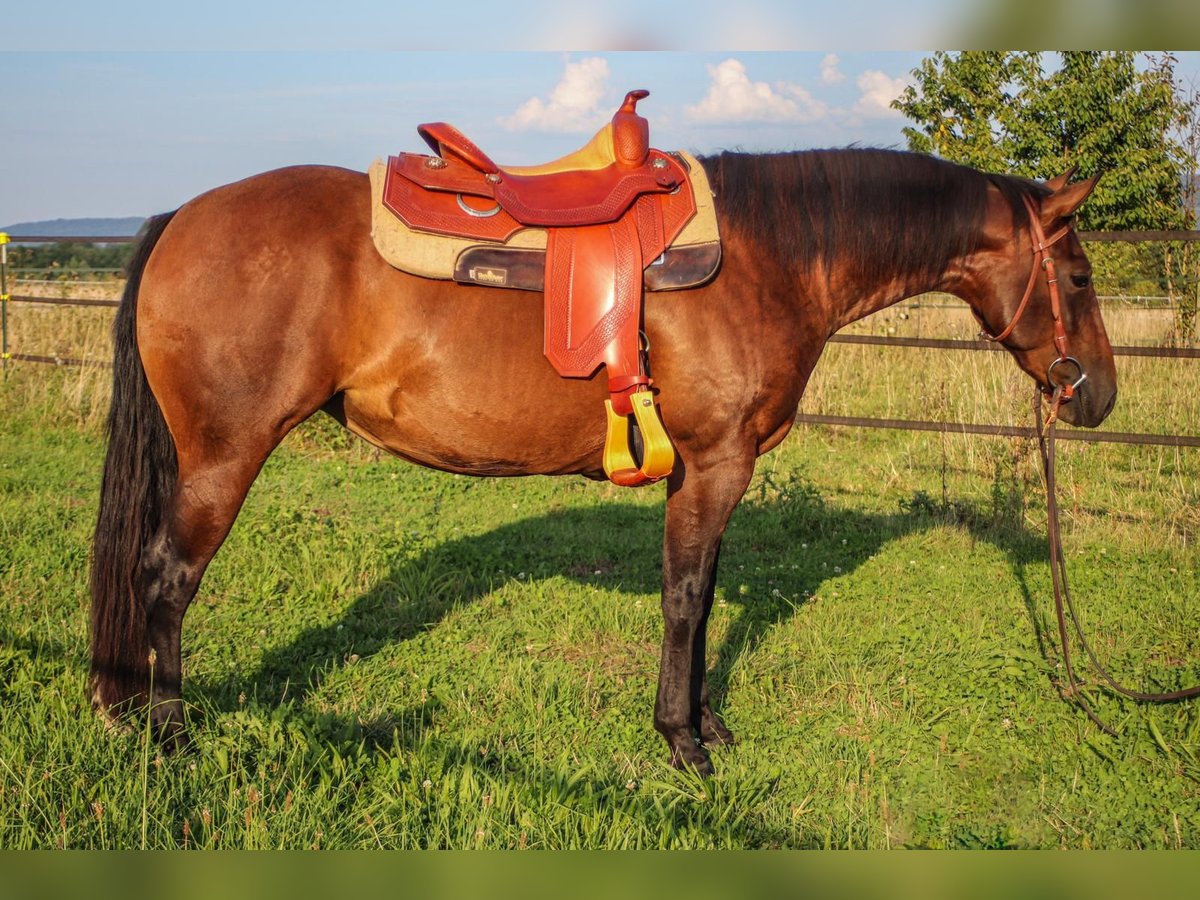 American Quarter Horse Klacz 3 lat 145 cm Gniada in MalschMalsch