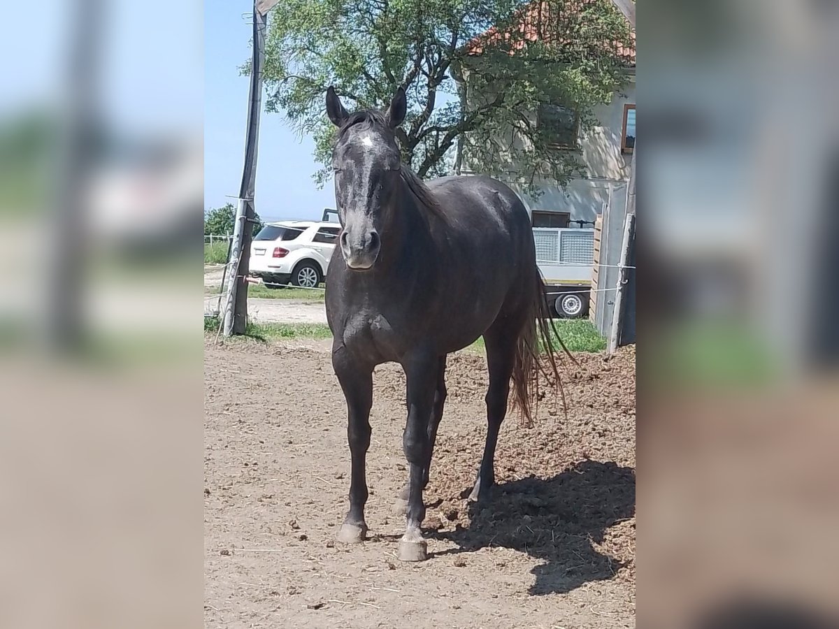 American Quarter Horse Klacz 3 lat 145 cm Siwa jabłkowita in Windhaag/Perg