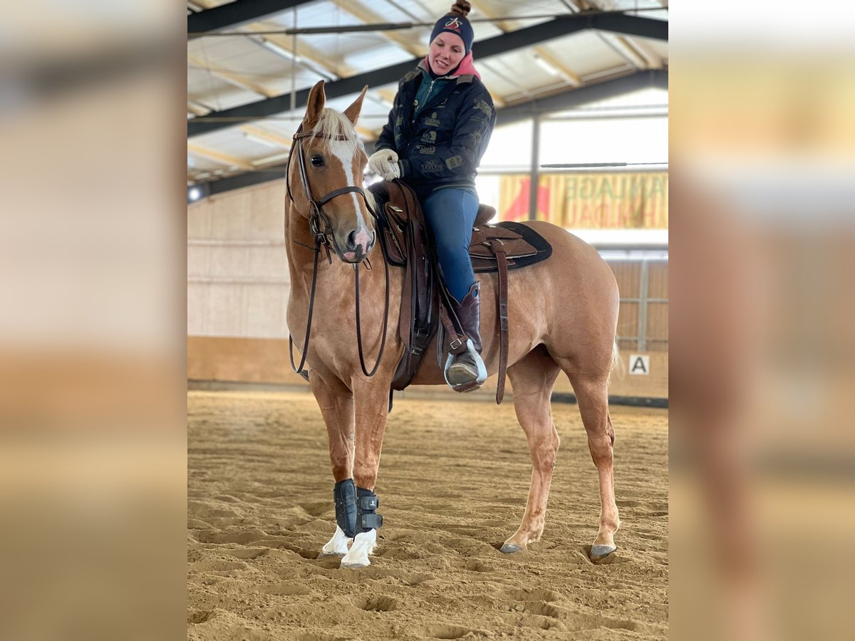 American Quarter Horse Klacz 3 lat 146 cm Izabelowata in Tannheim