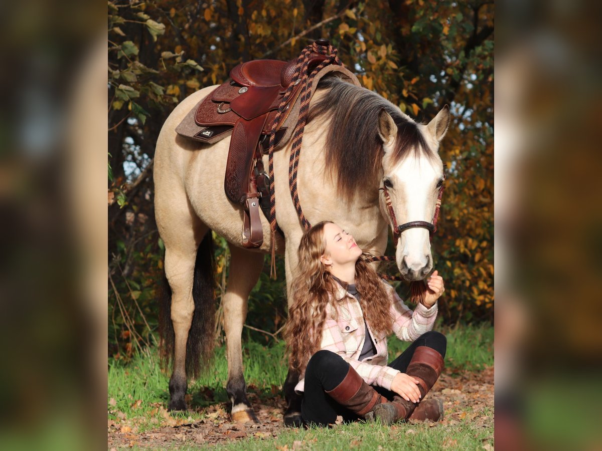 American Quarter Horse Mix Klacz 3 lat 150 cm Bułana in Oberlangen