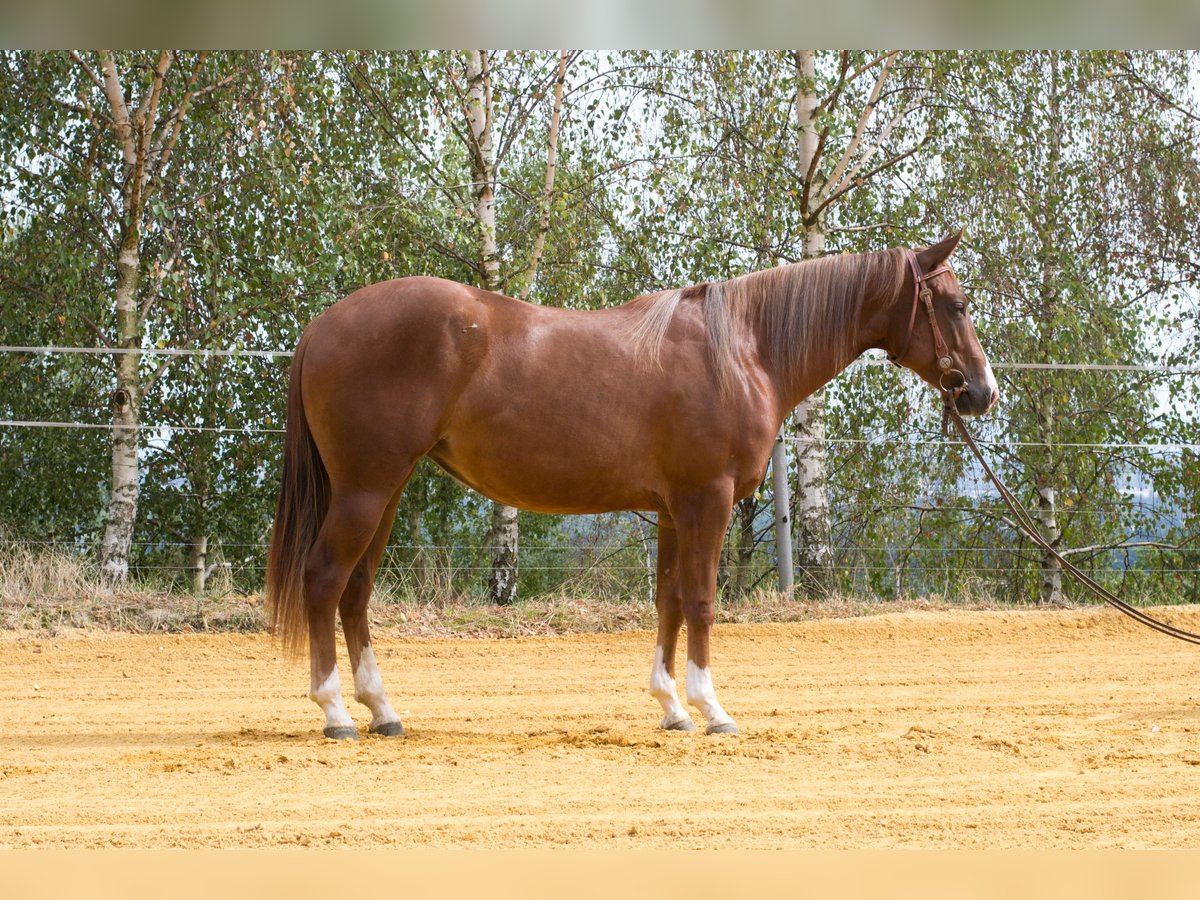 American Quarter Horse Klacz 3 lat 150 cm Ciemnokasztanowata in Steyregg