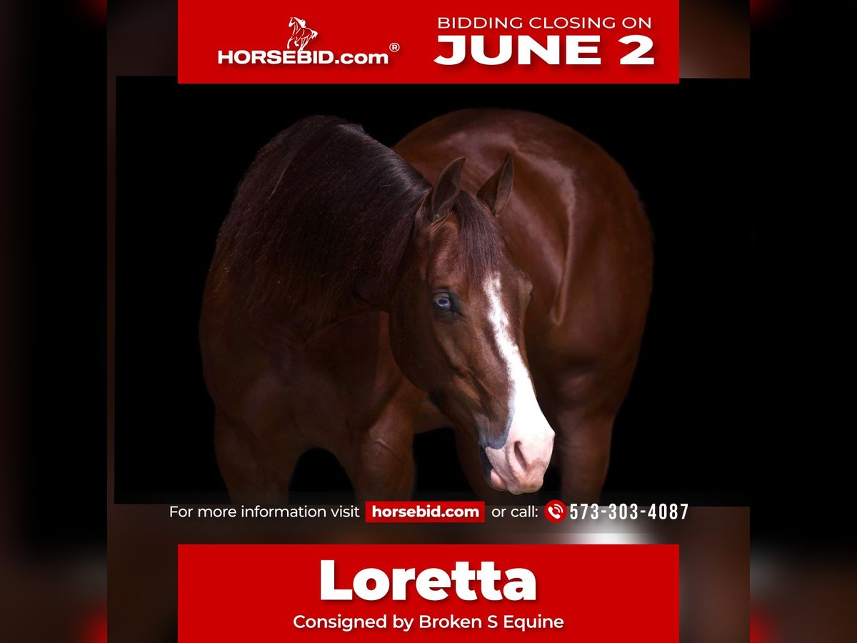 American Quarter Horse Klacz 3 lat 150 cm Cisawa in Marshall, MO